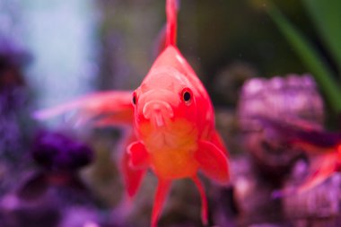 Fish in an aquarium clipart