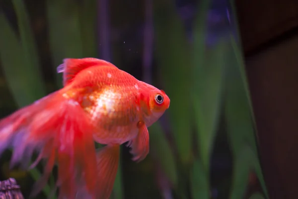 Poissons dans un aquarium — Photo