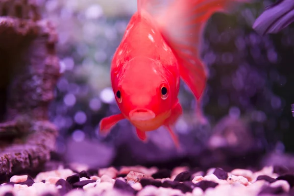 Fisk i akvarium — Stockfoto