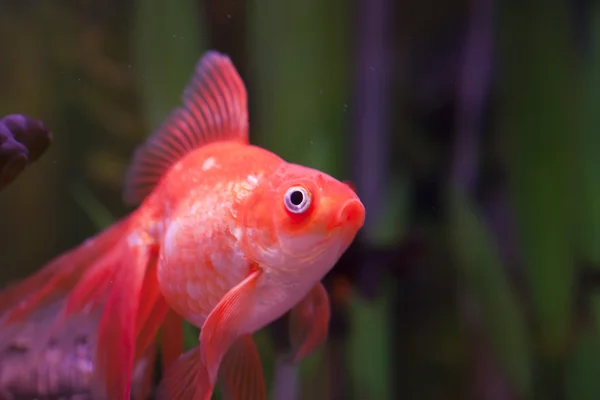 Pesce in un acquario — Foto Stock