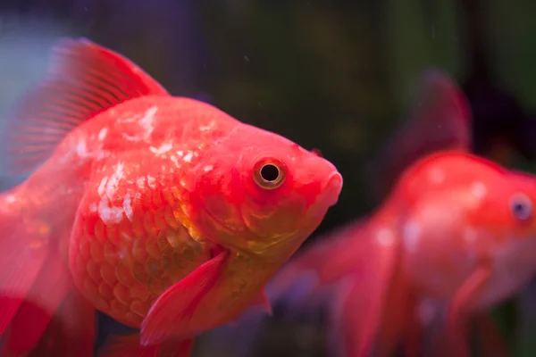 Pesce in un acquario — Foto Stock