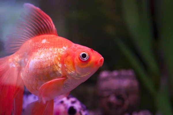 水族館の魚 — ストック写真