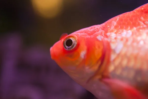 Peces en un acuario — Foto de Stock