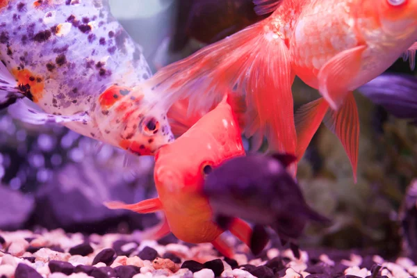 水族館の魚 — ストック写真