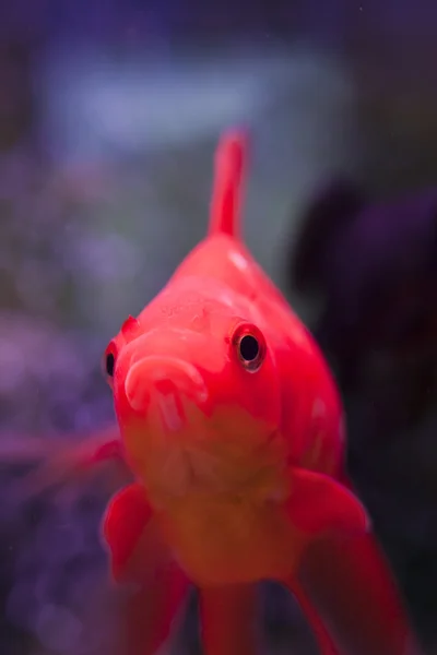 Fisk i akvarium — Stockfoto