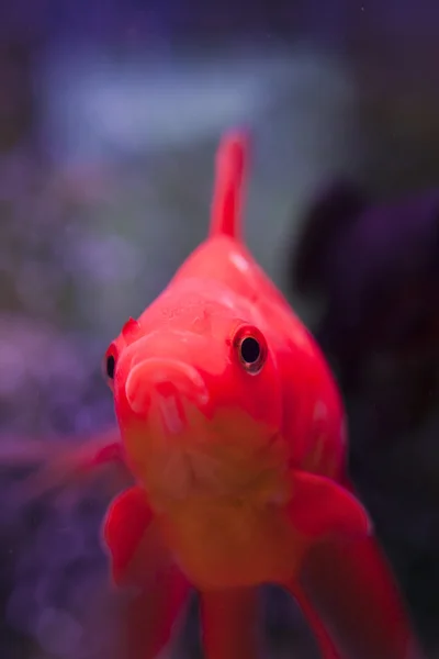 Poissons dans un aquarium — Photo