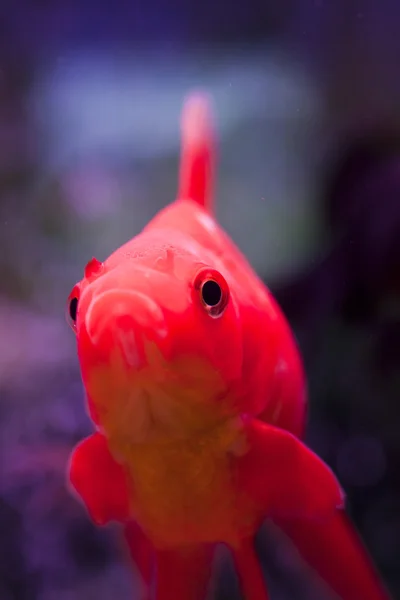 水族館の魚 — ストック写真