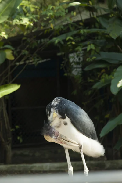 Großer seltsamer Vogel — Stockfoto