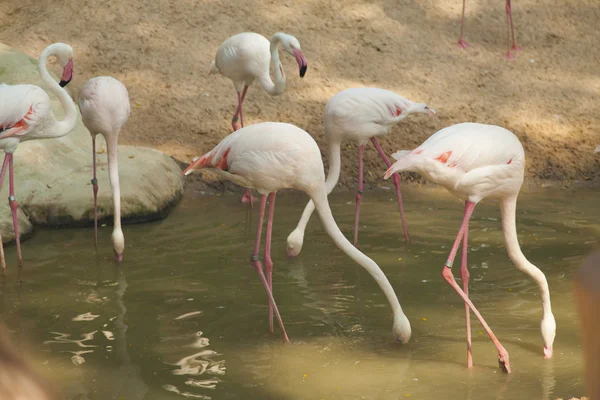 A Flamingo a tóban — Stock Fotó