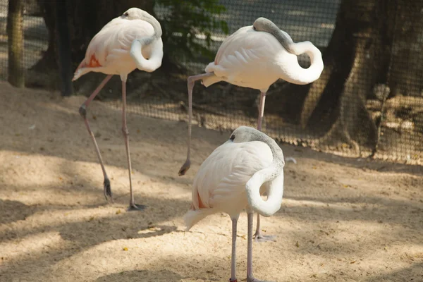 A Flamingo a tóban — Stock Fotó