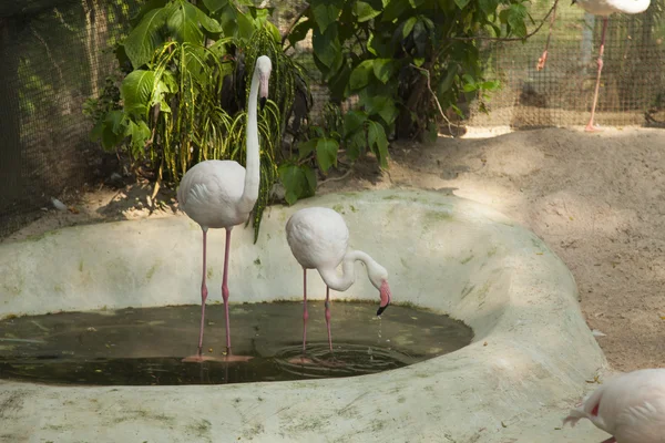 Flamingo em uma lagoa — Fotografia de Stock