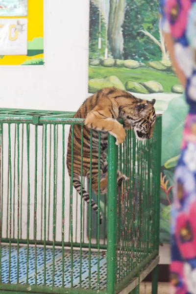 Tiger cub in a cage — Stock Photo, Image