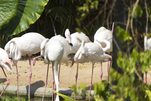 Flamingo on a reservoir — Stock Photo, Image