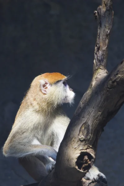 Affen im Zoo — Stockfoto