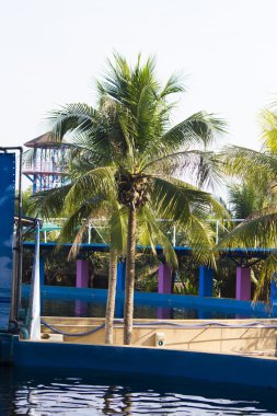 Palmiye ağaçları havuzun üzerinde