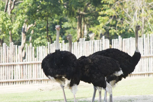 Strauße im Zoo — Stockfoto