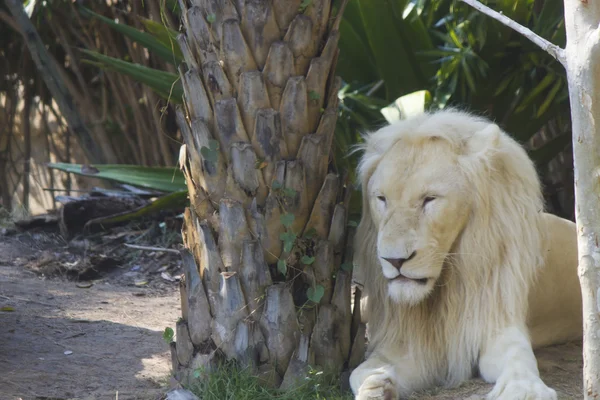 Duży biały lew — Zdjęcie stockowe