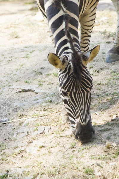 Zebras im Zoo — Stockfoto