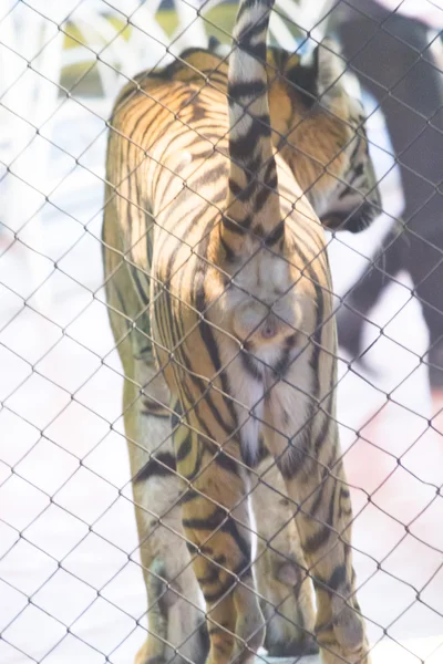 Tigers in circus — Stock Photo, Image