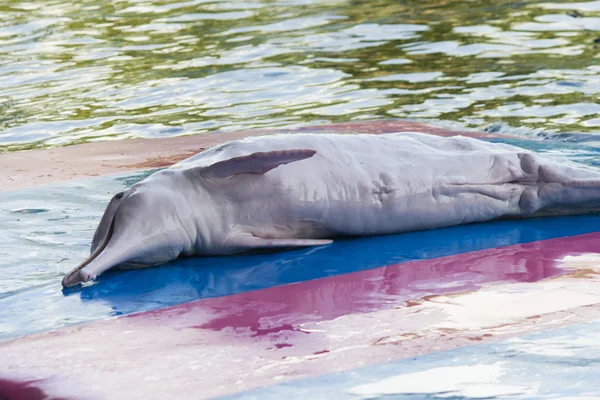 Delfiny w delfinarium — Zdjęcie stockowe