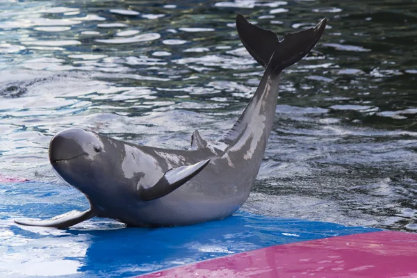 Delfiny w delfinarium — Zdjęcie stockowe