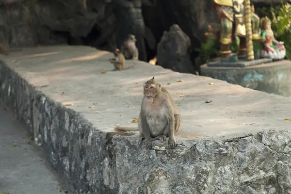 Monos en el templo budista — Foto de Stock