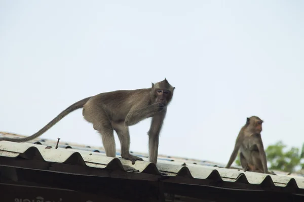 Affen im buddhistischen Tempel — Stockfoto