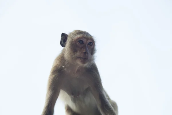 Singes dans le temple bouddhiste — Photo