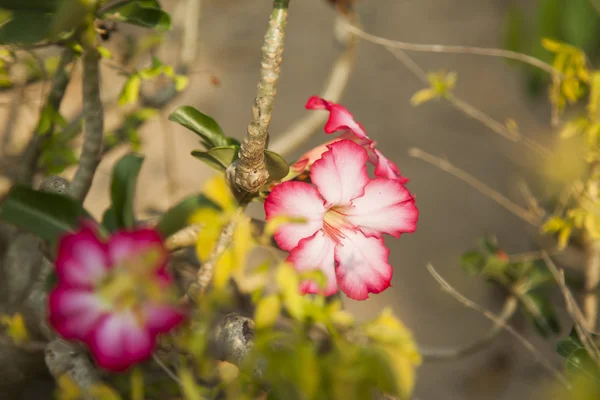 Gyönyörű trópusi virágok — Stock Fotó