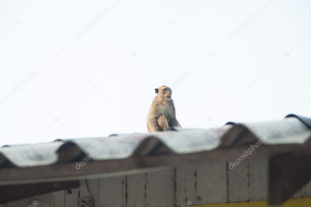 Monkeys in the Buddhist temple
