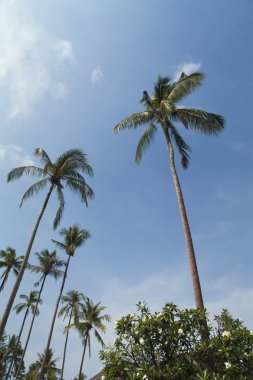 Palmiye ağaçları ve gökyüzü