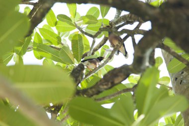 Bir ağaç üzerinde tropikal kuşlar