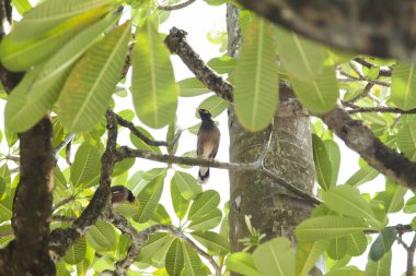 Bir ağaç üzerinde tropikal kuşlar