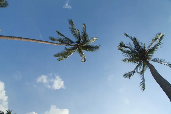 棕榈树和天空 — 图库照片