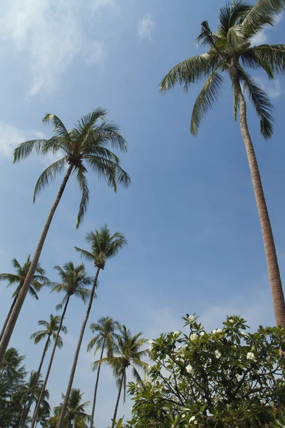 Palmen und Himmel — Stockfoto