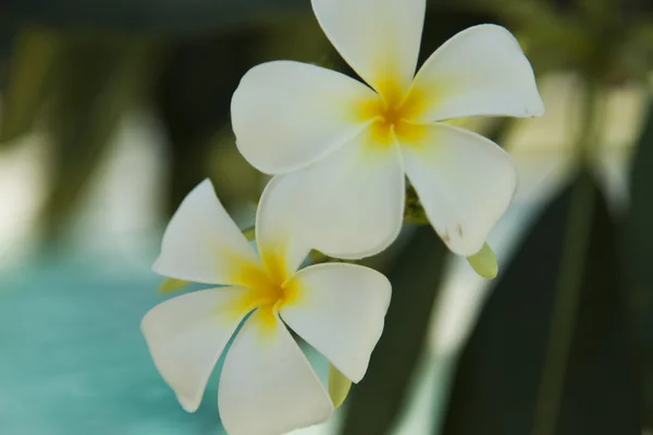 Bellissimi fiori tropicali — Foto Stock