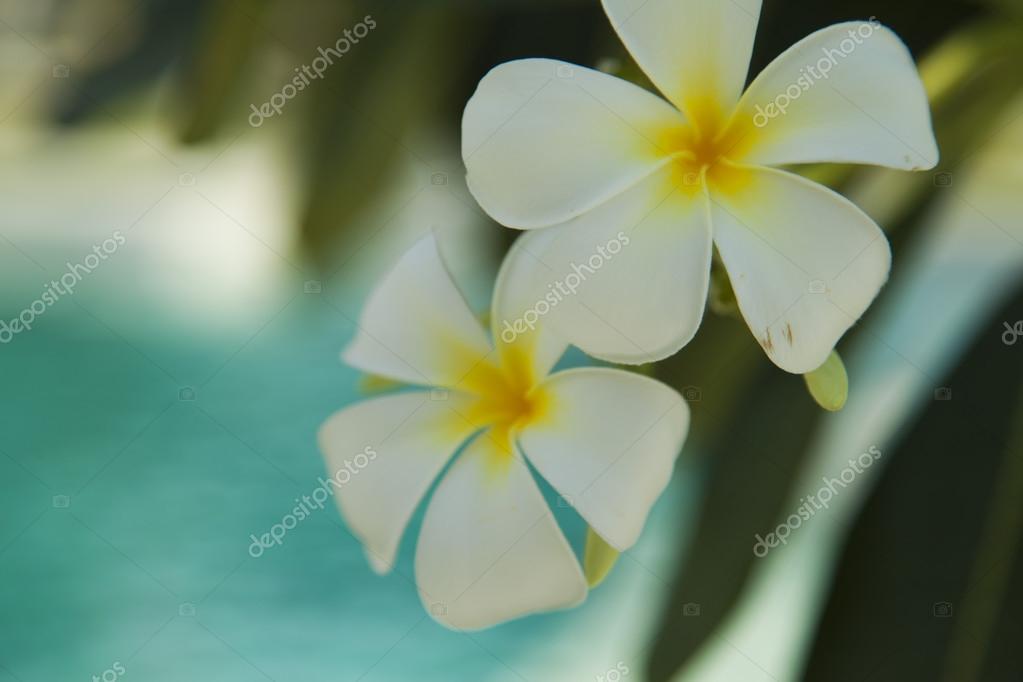 Beautiful tropical flowers — Stock Photo © selezenj13 96710564