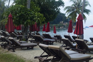 Deniz kenarında palmiye ağaçları