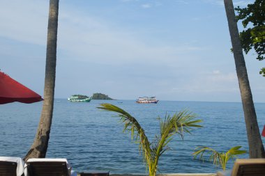 Deniz kenarında palmiye ağaçları