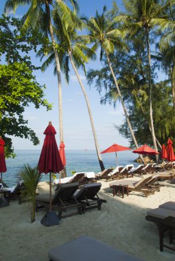 Deniz kenarında palmiye ağaçları