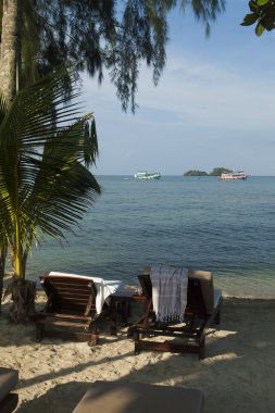 Deniz kenarında palmiye ağaçları