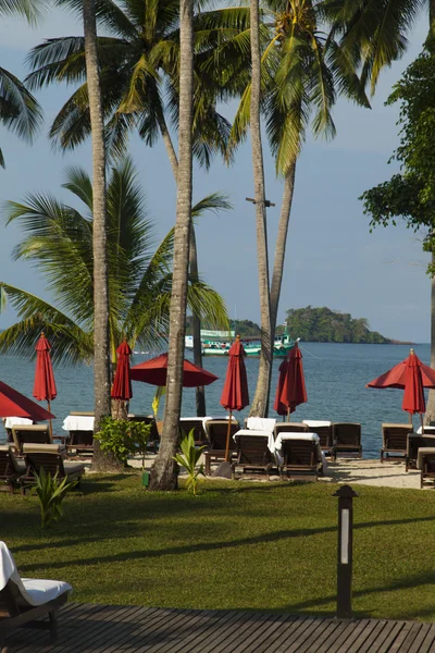 Palmeras junto al mar — Foto de Stock