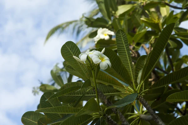 Mooie tropische bloemen — Stockfoto