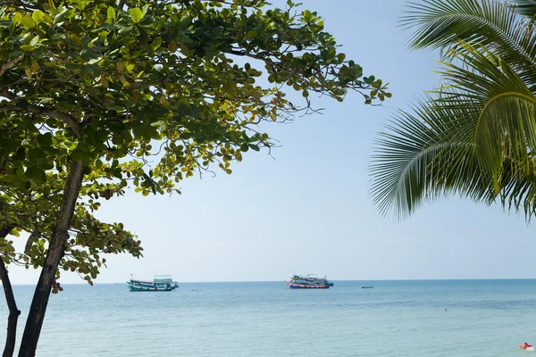 Palmeras junto al mar — Foto de Stock