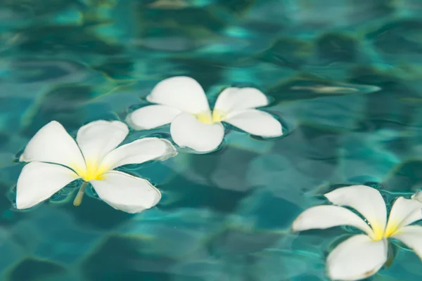 美しい熱帯の花 — ストック写真