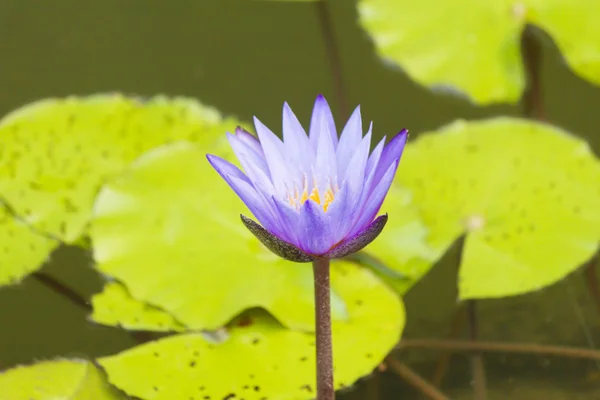 Waterlelies in een vijver — Stockfoto