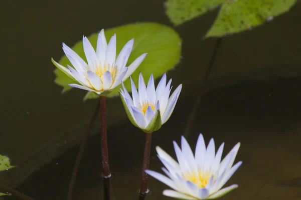 Waterlelies in een vijver — Stockfoto