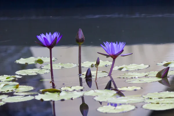 Lilie wodne w stawie — Zdjęcie stockowe
