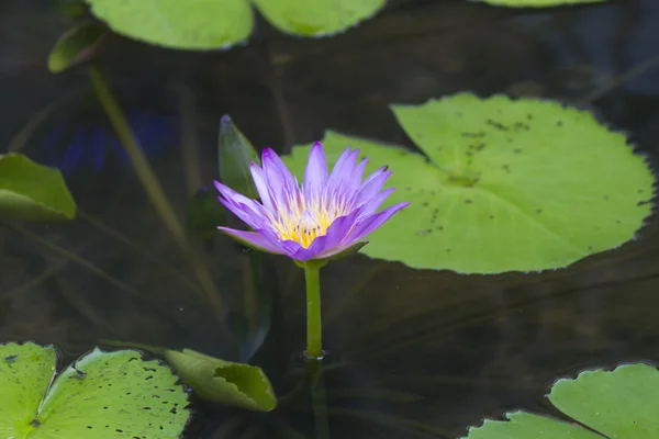 Lírios de água em uma lagoa — Fotografia de Stock