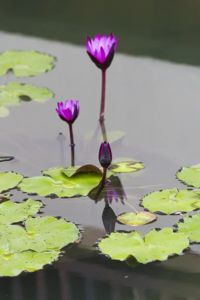 Lírios de água em uma lagoa — Fotografia de Stock